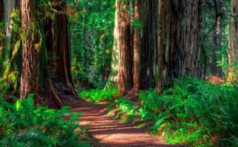 The 5 Most Beautiful Parks in California