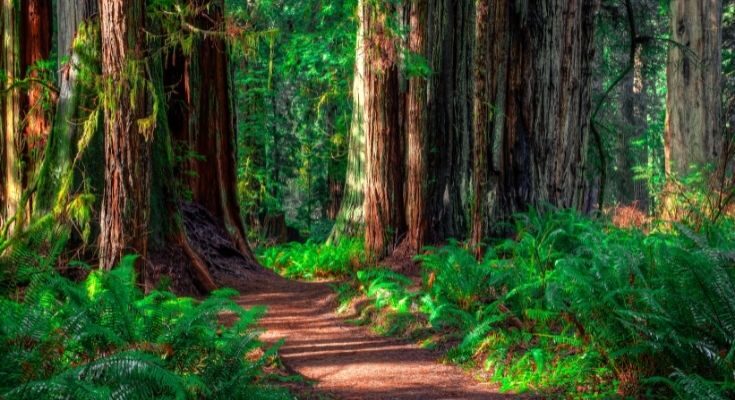 The 5 Most Beautiful Parks in California