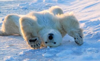 A polar bear on its back on a snowy, icy tundra. It is stretching its front paws toward the camera.