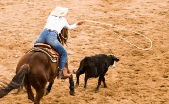 A person wearing a white shirt, white cowboy hat, and jeans is riding a brown horse while roping a black calf.