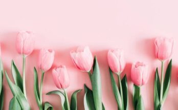 Nine pink tulips with various stem lengths and thick leaves lie on a pink background. The flowers and background match.