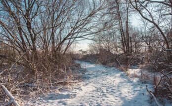 A walking path in a nature setting surrounded by trees without leaves and a layer of snow with track marks.